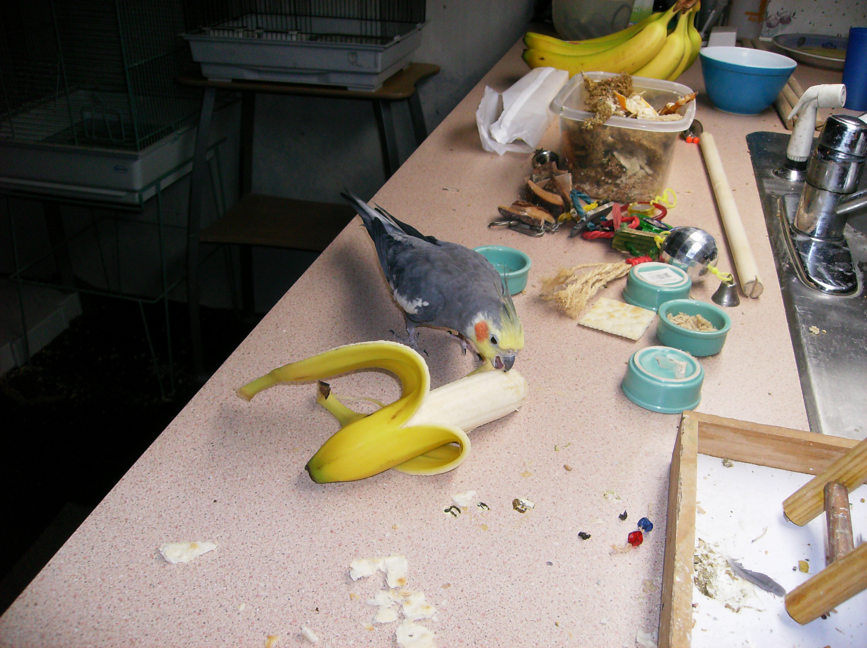 Pretty Boy Eating Banana
