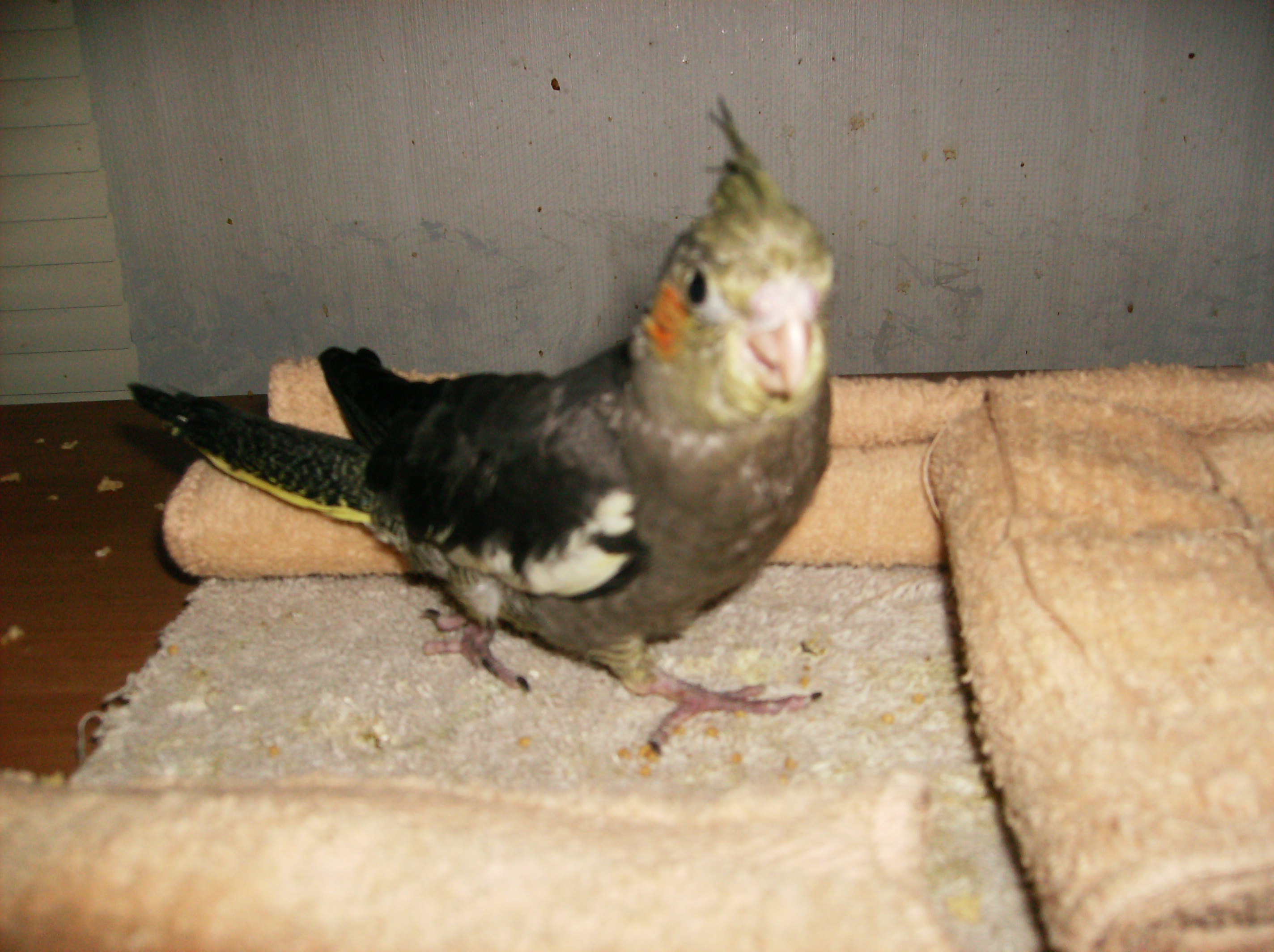 Baby Carly Stepping Out