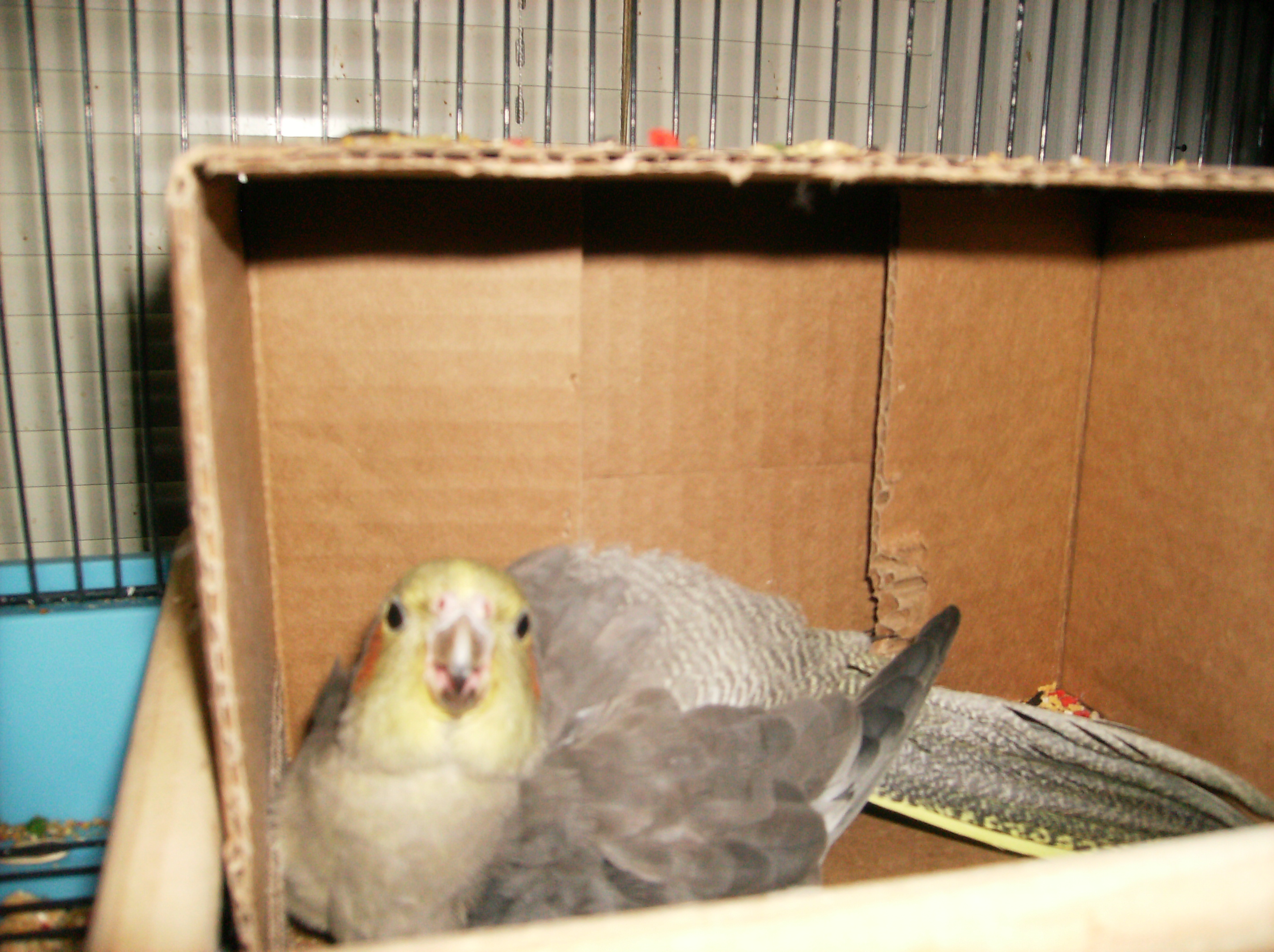 Baby Guarding Her Eggs