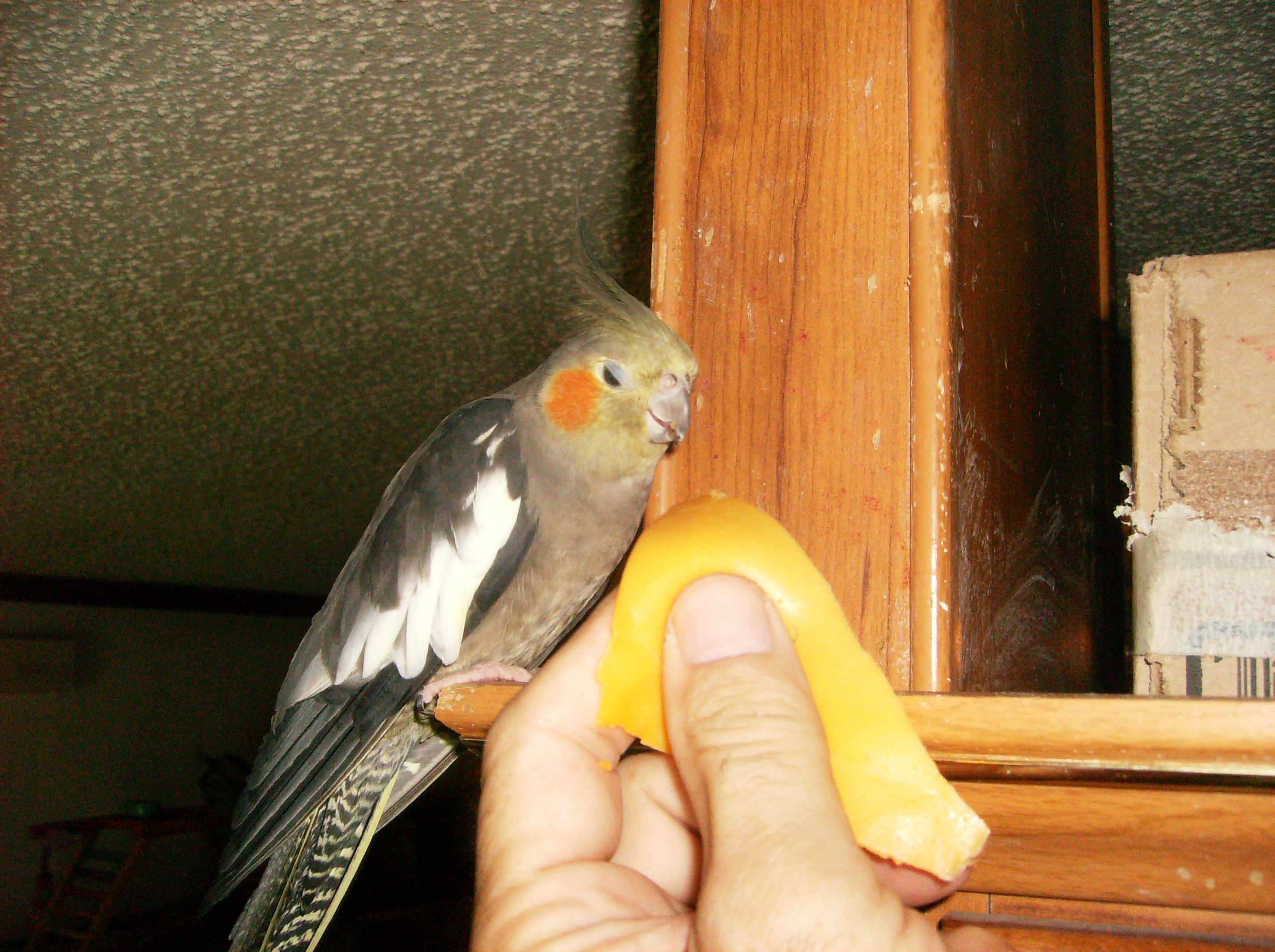 Carly Eating Cheddar Cheese