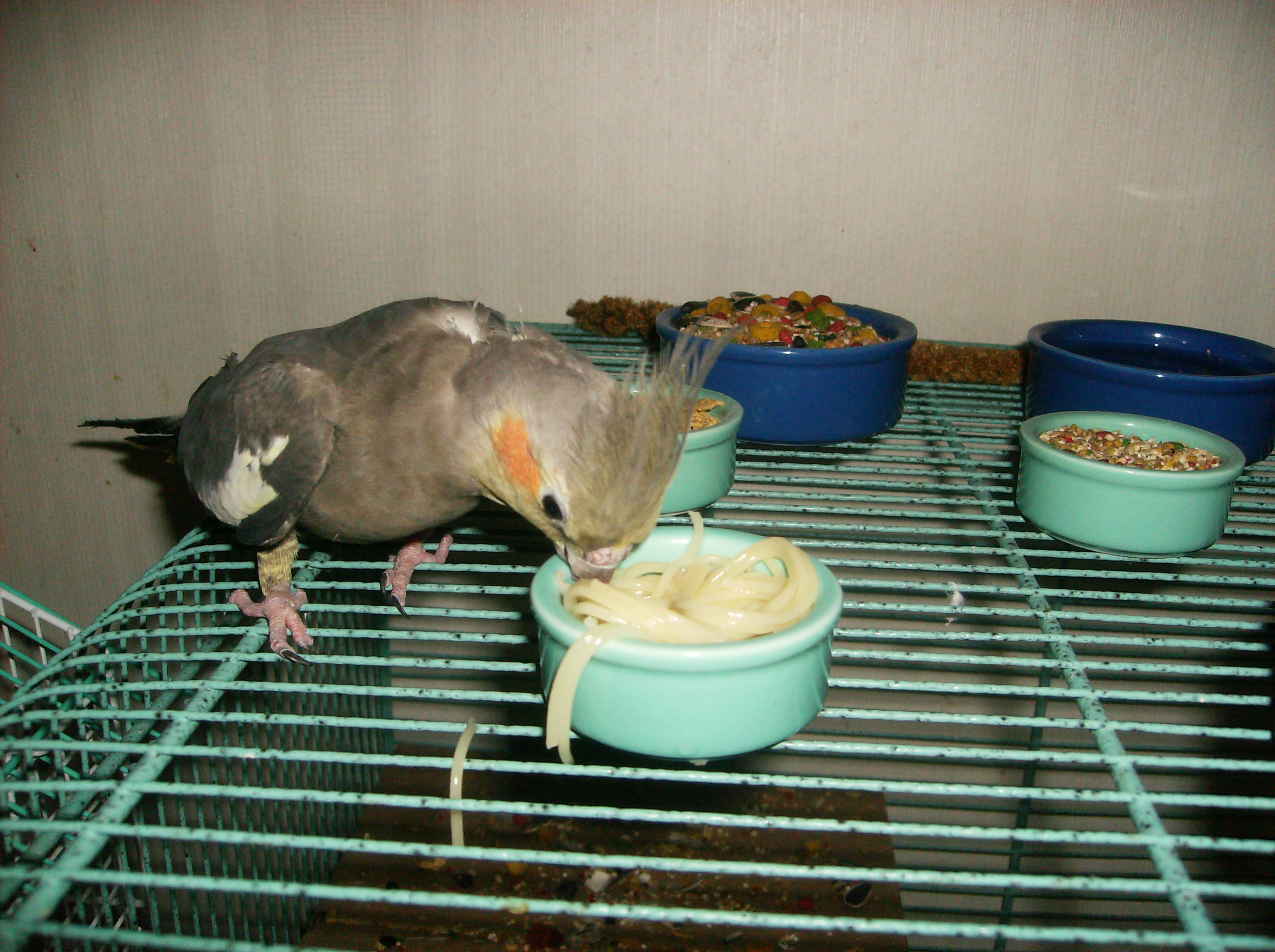 Carly Loves Spaghetti